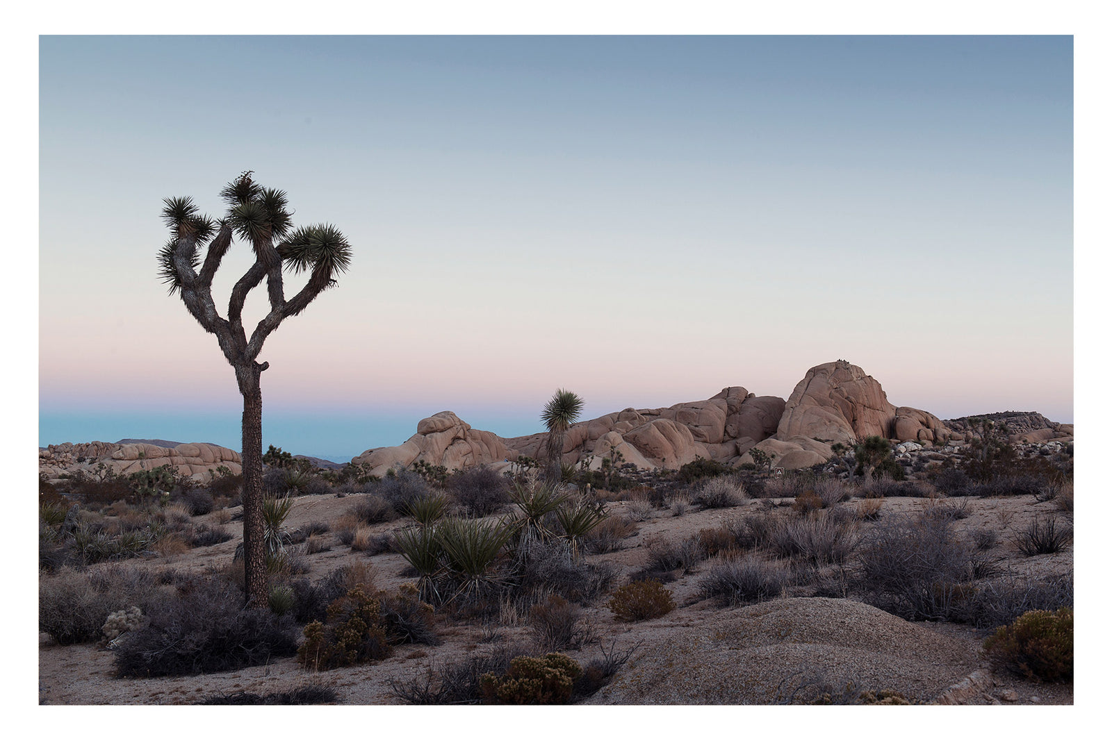 JOSHUA TREE LAST LIGHT