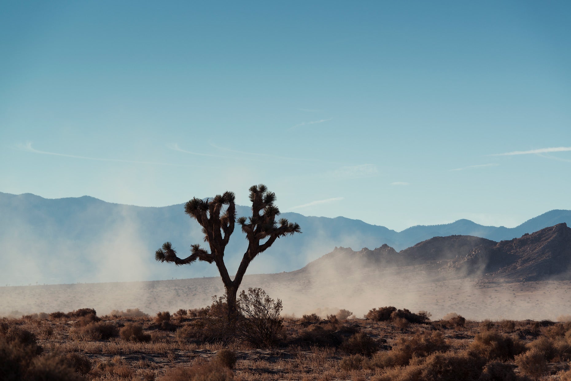 JOSHUA TREE DUST TRAIL