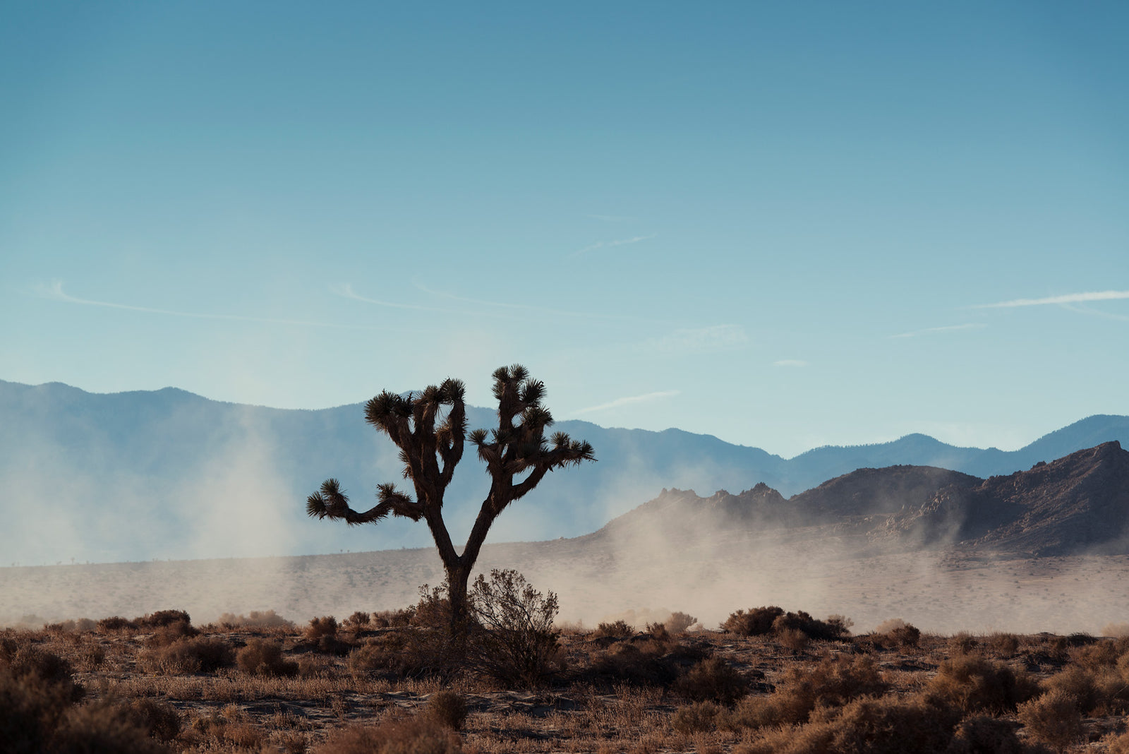 A lone Joshua tree standing in the Mojave Desert as dust devils swirl around it at ground level, mountains fading blue in the background under a clear sky. Fine art colour photographic print by Simon Davidson.